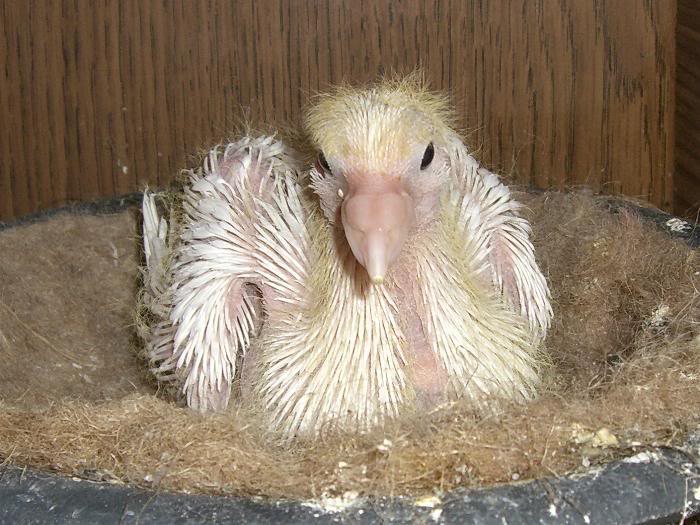 Neu: StadtNatur — die andere Idee von praktischem Tier- und Naturschutz