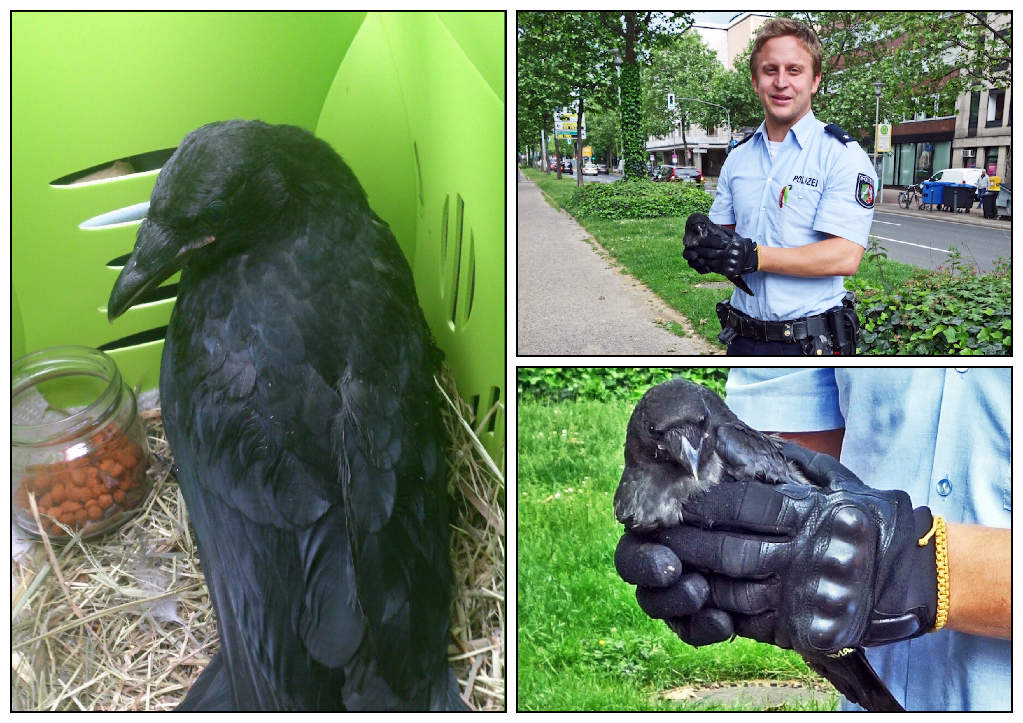 Collage created using TurboCollage software from www.TurboCollage.com