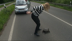 Stattliches Urzeitviech: Die Schnappschildkröte auf der Landstraße Foto: Günter Jungmann