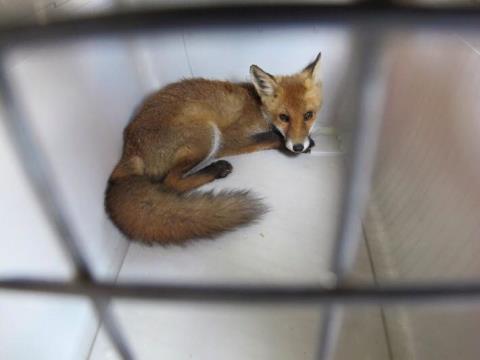 Der kleine Fuchs ruht sich in der Transportbox aus. Foto: FEUERWEHR DÜSSELDORF