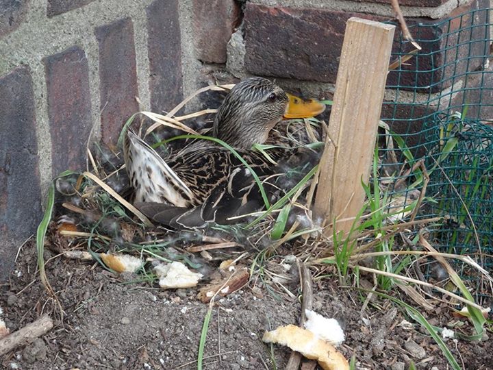 Unfassbar! Nest von Spezial-Ente zerstört
