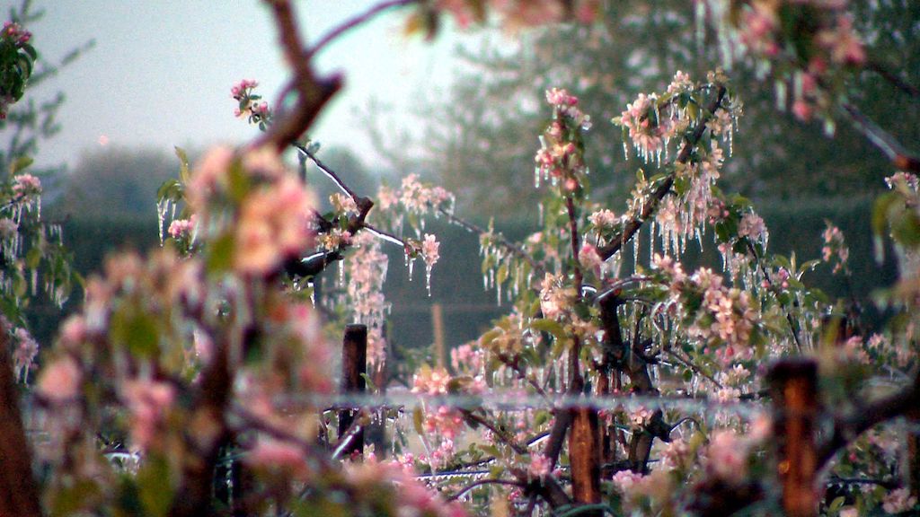 Der Eisdom — Rettung für die Apfelblüten