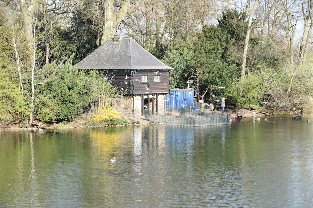 Schwanenhaus im Hofgarten wird saniert