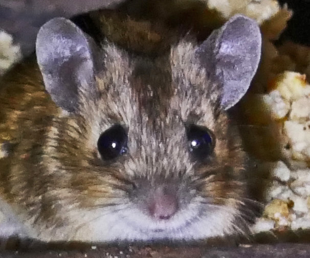 Kalte Rache der Frau Maus…