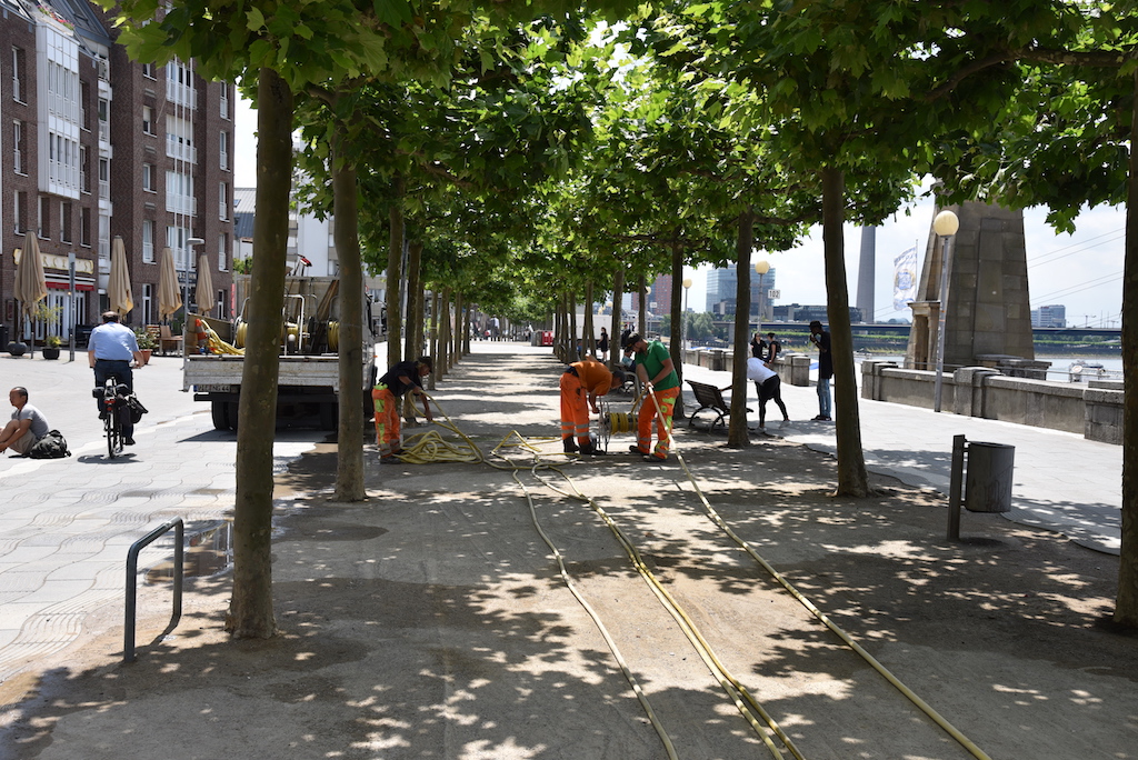 Platanen am Rheinufer gewässert