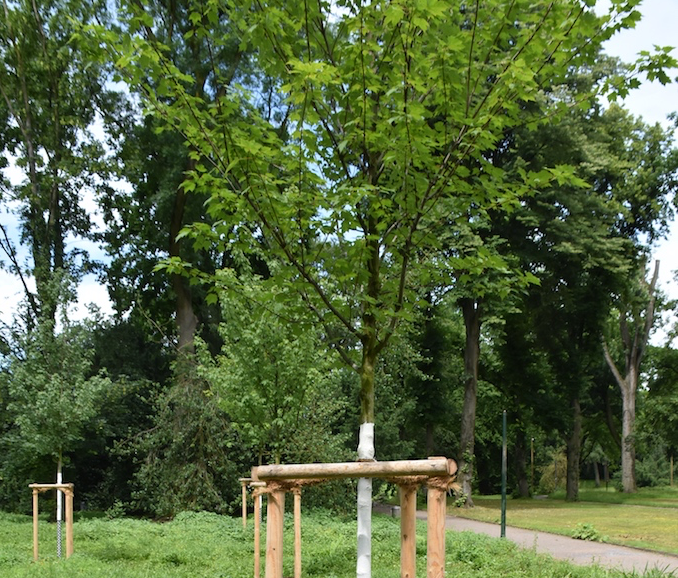 Sechs Eimer für euren Baum