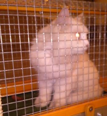 Der Katzenschutzbund hat mal wieder alles gegeben !