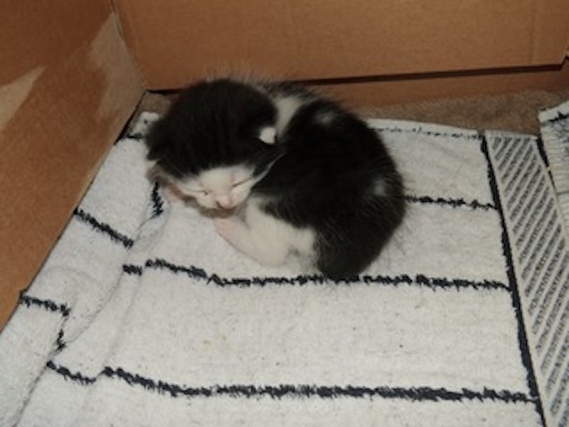 Tochter Zaska Tochter Zaska