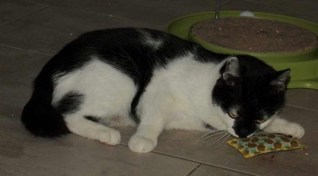 Katzenmama Zarina auf Suche nach Lieblingsmenschen!