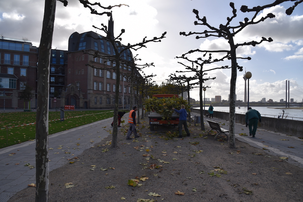 Plantanen werden zurückgeschnitten