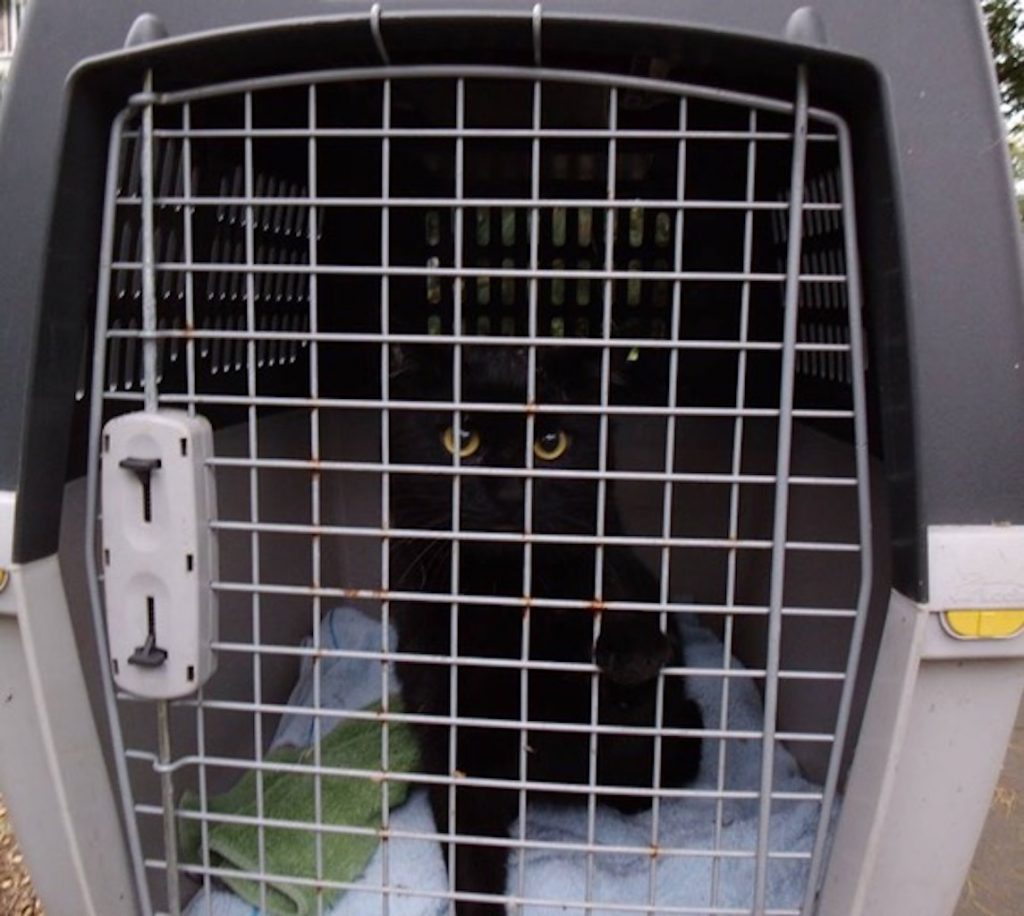 Kater Kalle ist wieder da