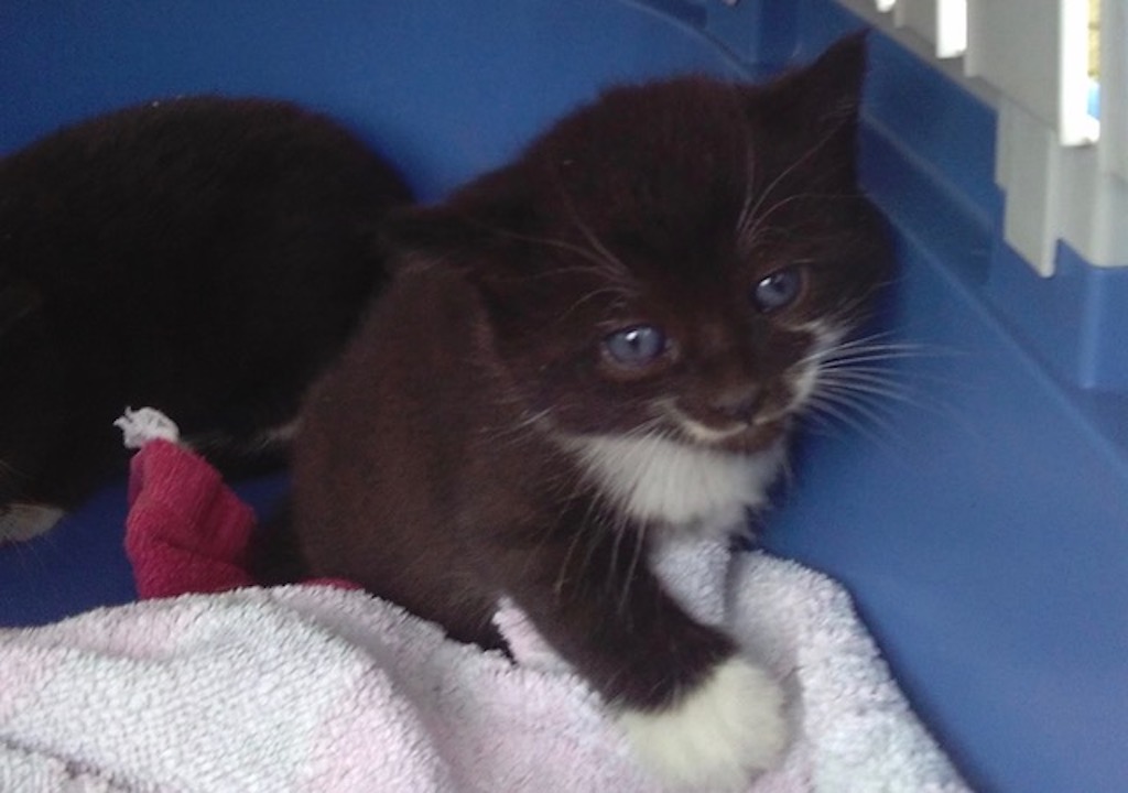 Fellnasen am Düsseldorfer Flughafen Cargobereich vor dem Kältetod gerettet