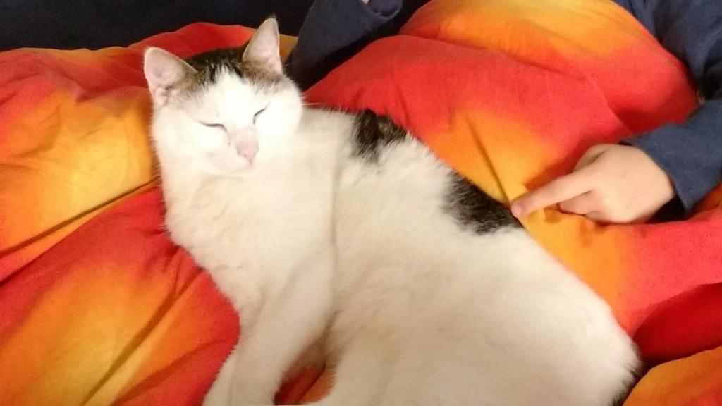 Kater Oskar verschwunden