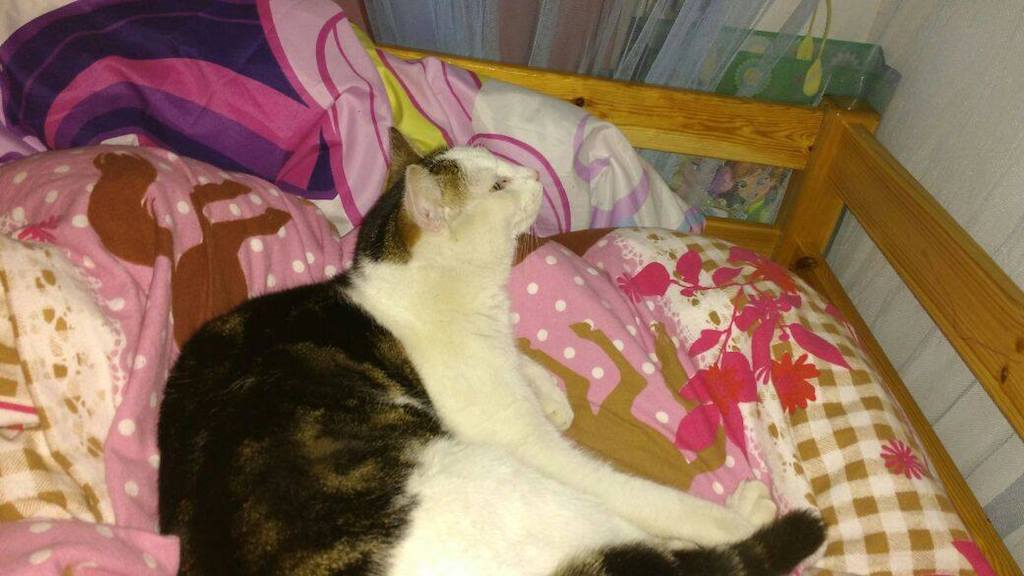 Kater Oskar rechtzeitig zum Karneval in Köln zurück