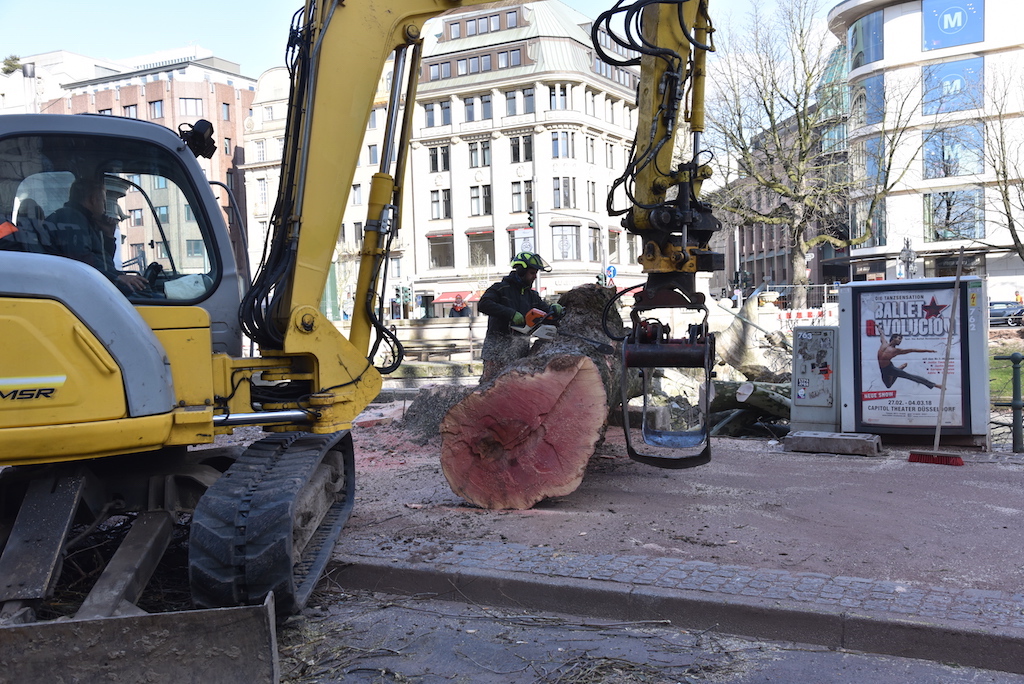 Kö-Platanen sind gefallen