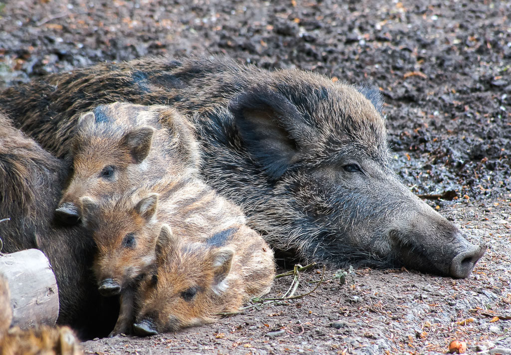 Nachwuchs im Wildpark Grafenberger Wald