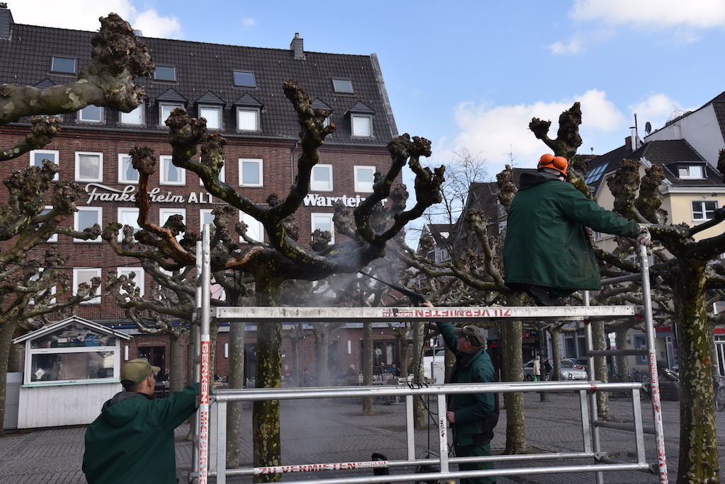 Platanen mit Hochdruck gereinigt