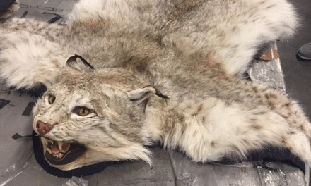 Am Flughafen: Zoll fängt&nbsp;Luchs