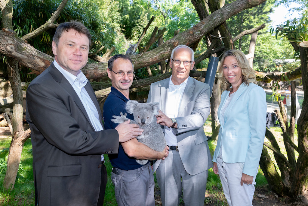 Eukalyptus aus Florida