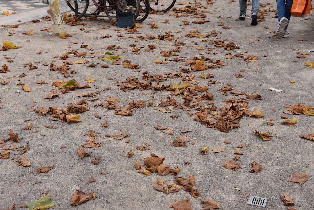 Krank? Warum die Kö-Platanen ihre Rinde wegwerfen