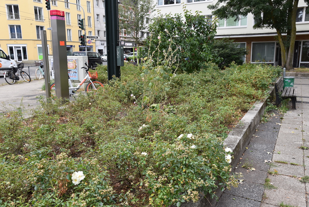 Blumenbeete verkommen.…