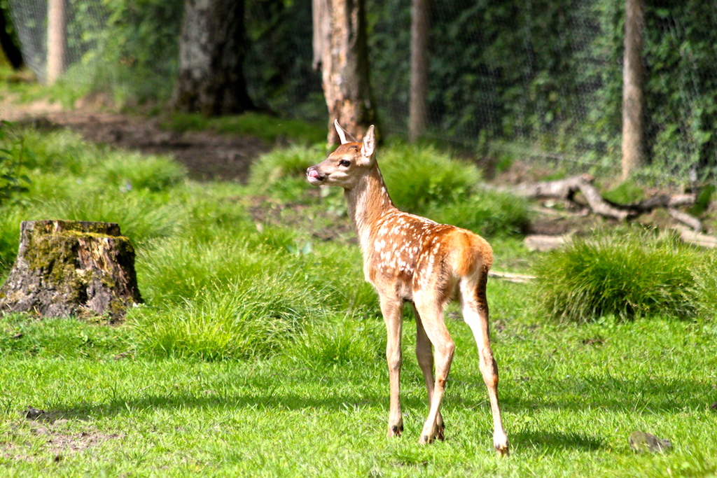 Die “jungen Wilden” sind da