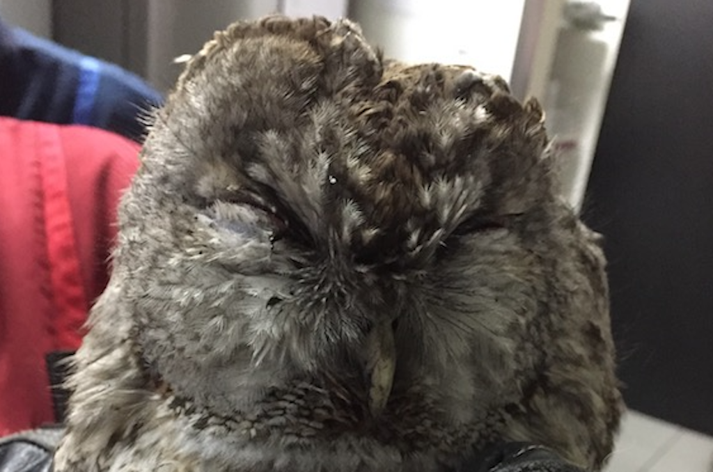 Eule in Kamin gefangen