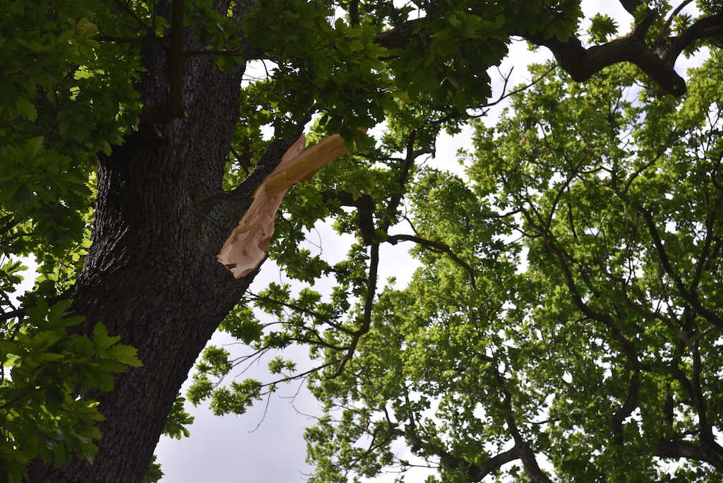 Sturmschäden im Hofgarten