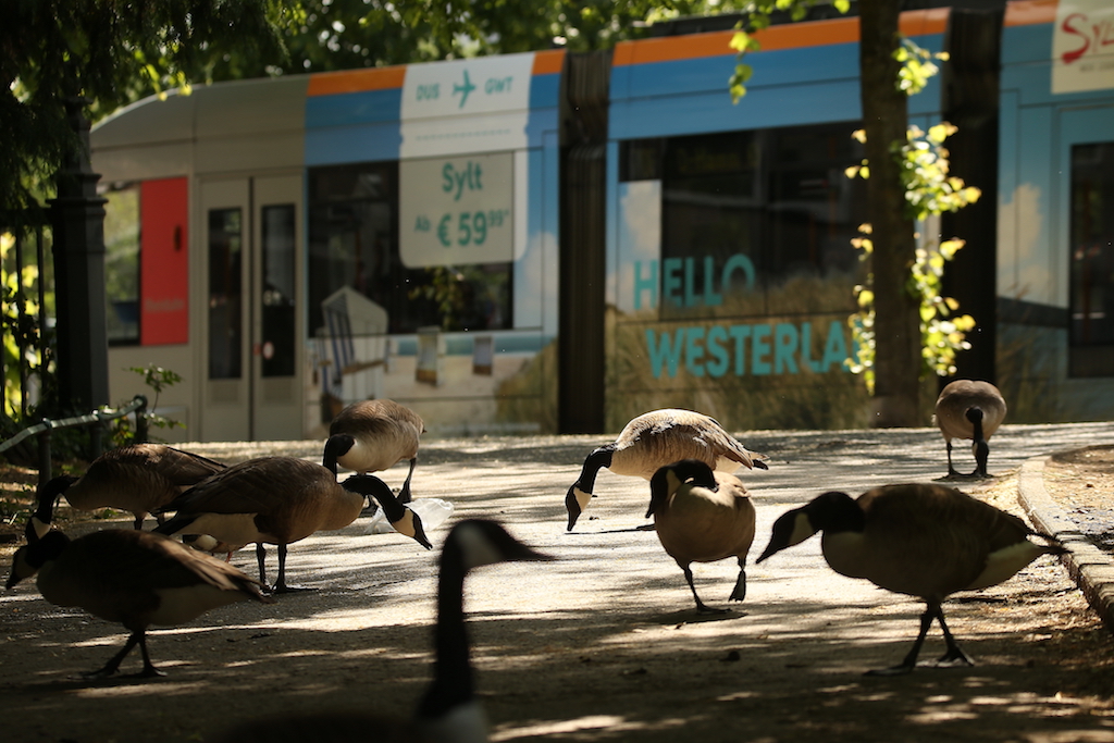Gänsemanagement weiterhin erfolgreich