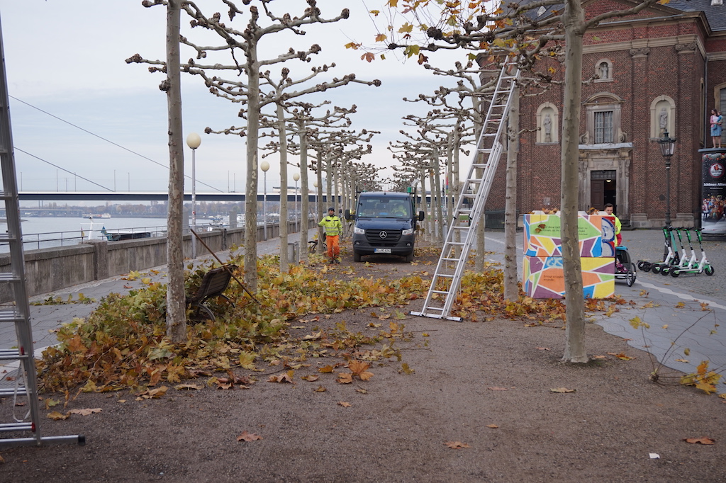 1.800 Schirmplatanen erhalten Pflegeschnitt