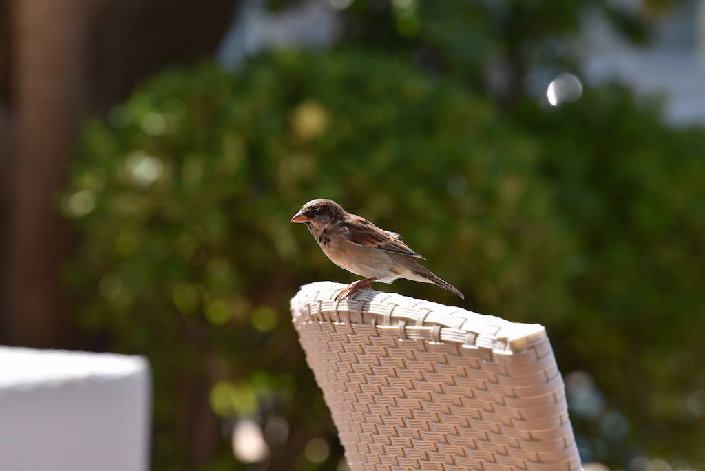 Tipps zur Winterfütterung heimischer Vögel