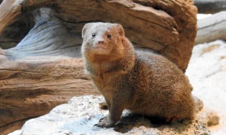 Kommentierte Fütterungen bei Hai, Piranha und&nbsp;Co