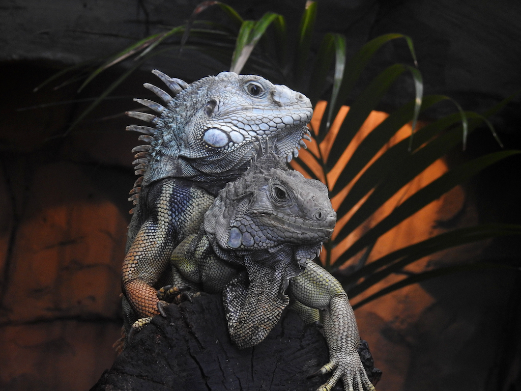 Valentinsabend im Aquazoo