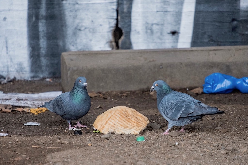 Corona: Leere City — jetzt verhungern die Stadttauben