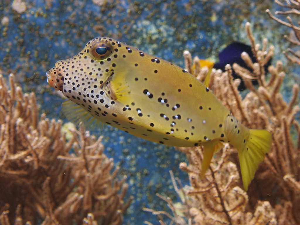 Mittagessen mit Nemo & Co.