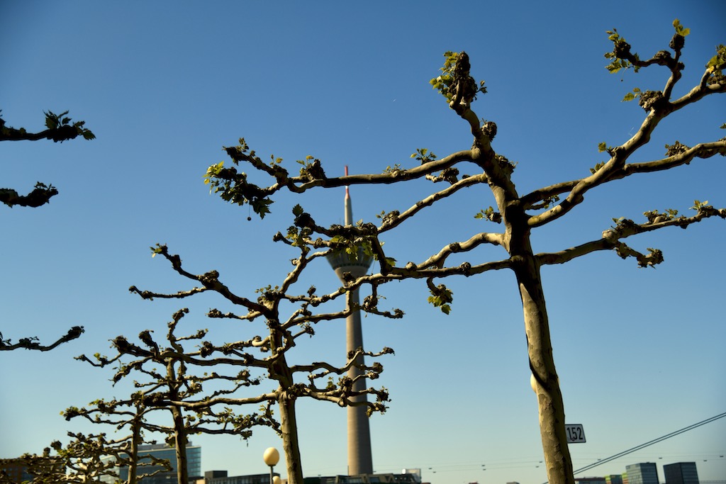 Die Sonne bringt die Platanen zum keimen