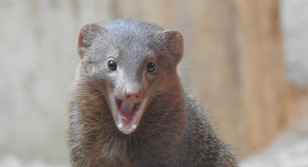 Kommentierte Fütterung der Zwergmangusten per Livestream