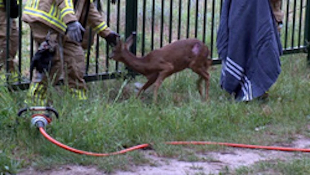 Reh steckt im Grenzzaun — Hintern zu dick