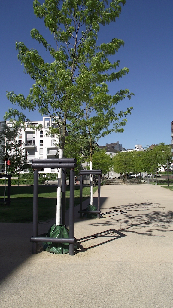 Anhaltende Trockenheit zeigt Spuren im Stadtgrün