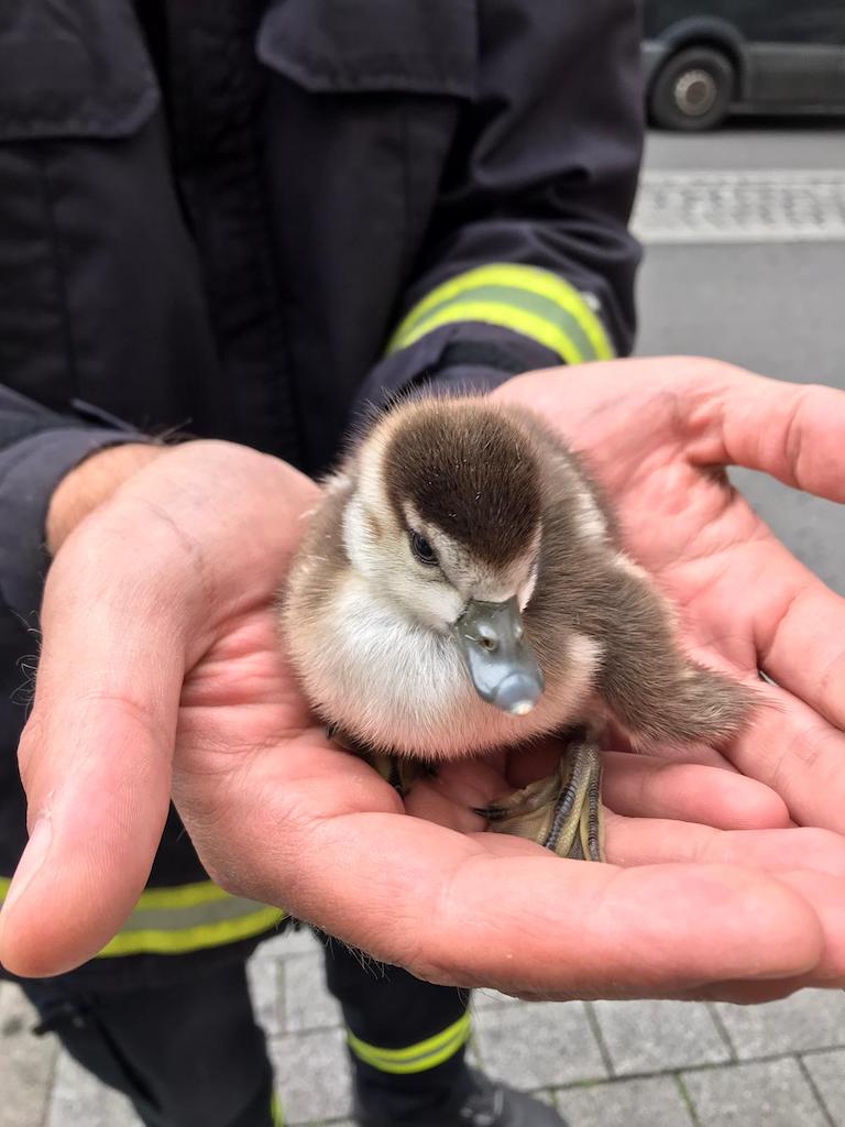 Foto Feuerwehr Düsseldorf Foto Feuerwehr Düsseldorf