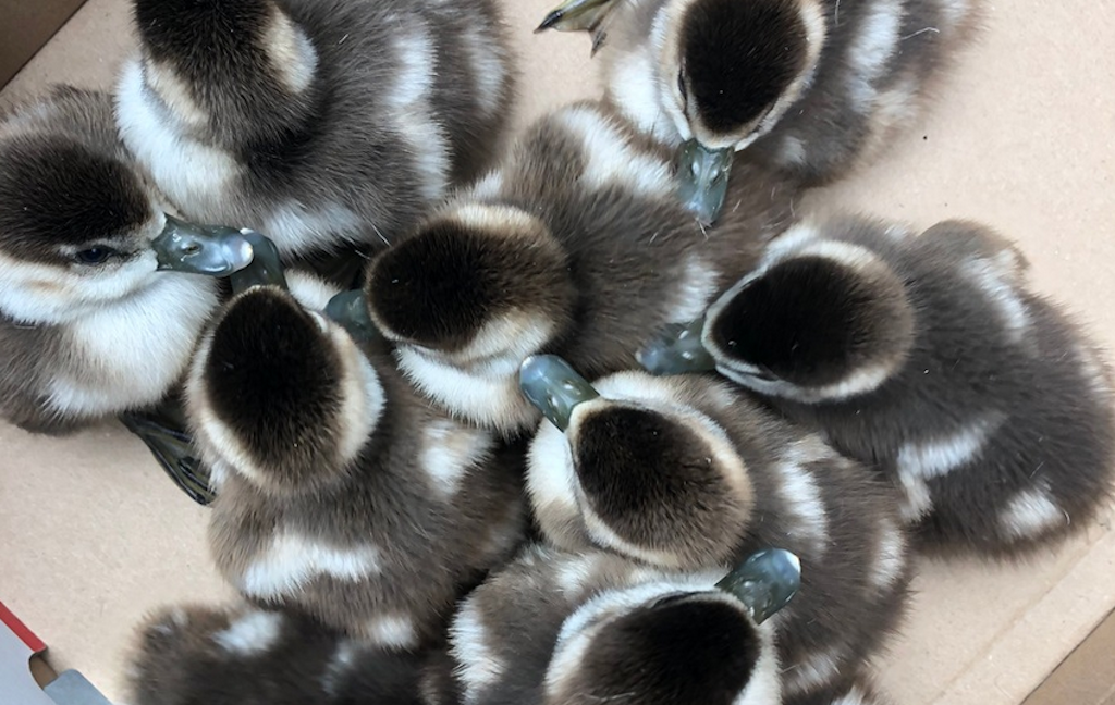 Tierischer Einsatz für die Feuerwehr Düsseldorf