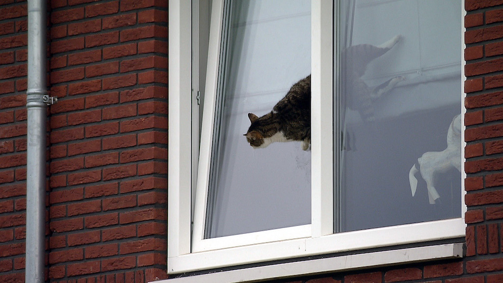 Feuerwehr rettet Katze Foto: Günter Jungmann