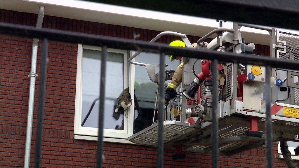 Popo des Stubentigers zu dick