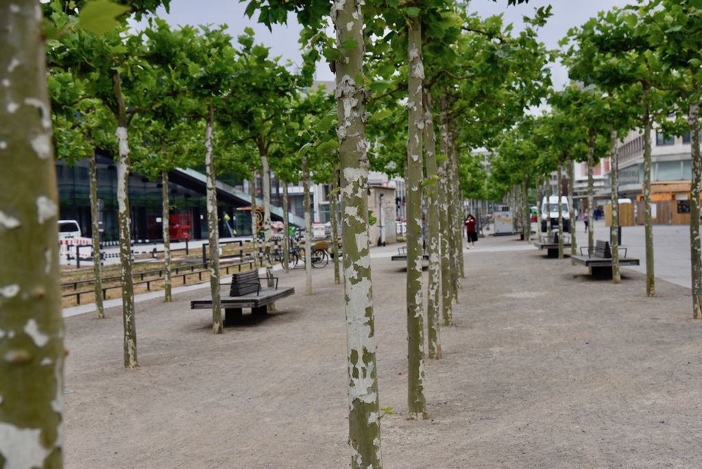 Platanen platzt die Rinde