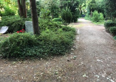 Dieser Busch hat den Grabstein verdeckt, darin brütetet die Amsel Foto: LOKALBÜRO
