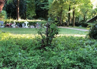 Rundschnitt statt natürlichem Wuchs Foto: LOKALBÜRO