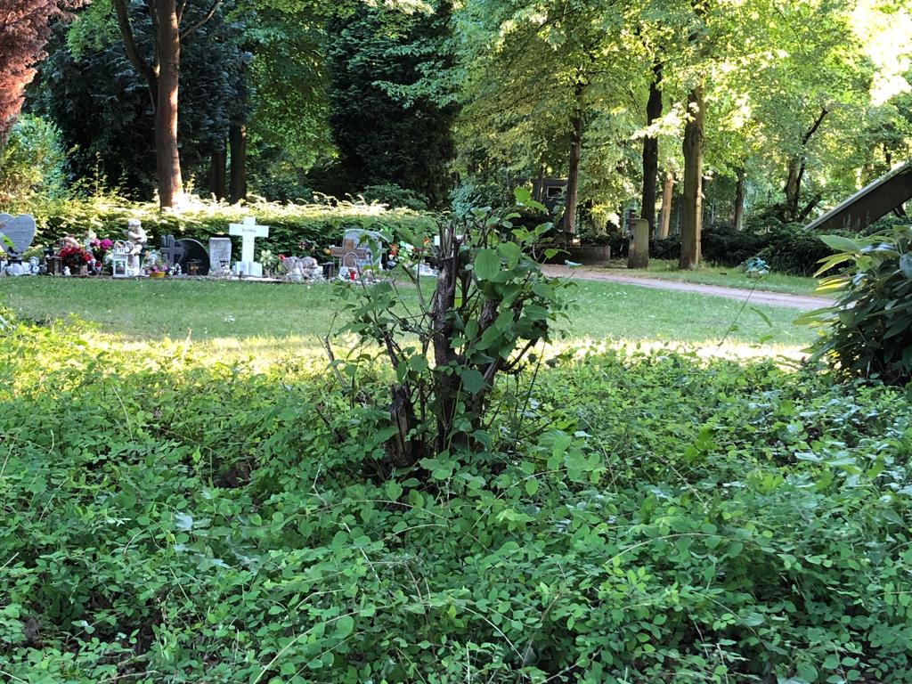 Heckenschnitt zur Brutzeit — Amselfamilie obdachlos