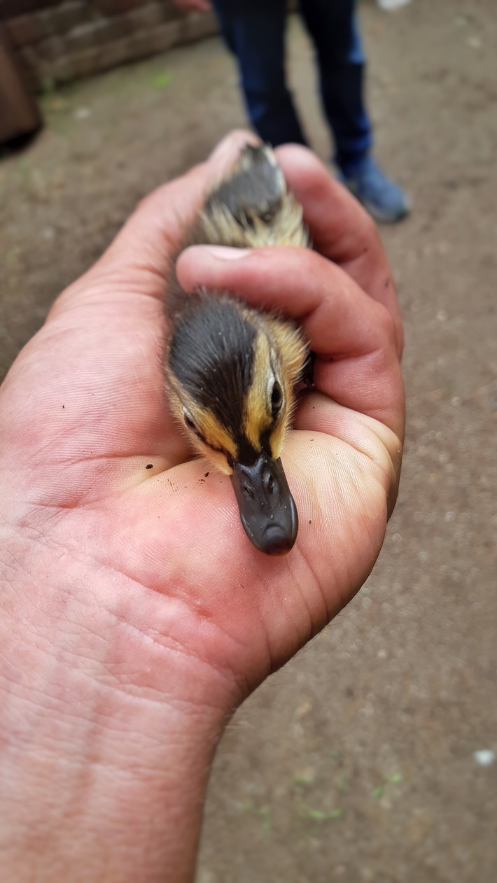 Entenküken aus Lichthof gerettet