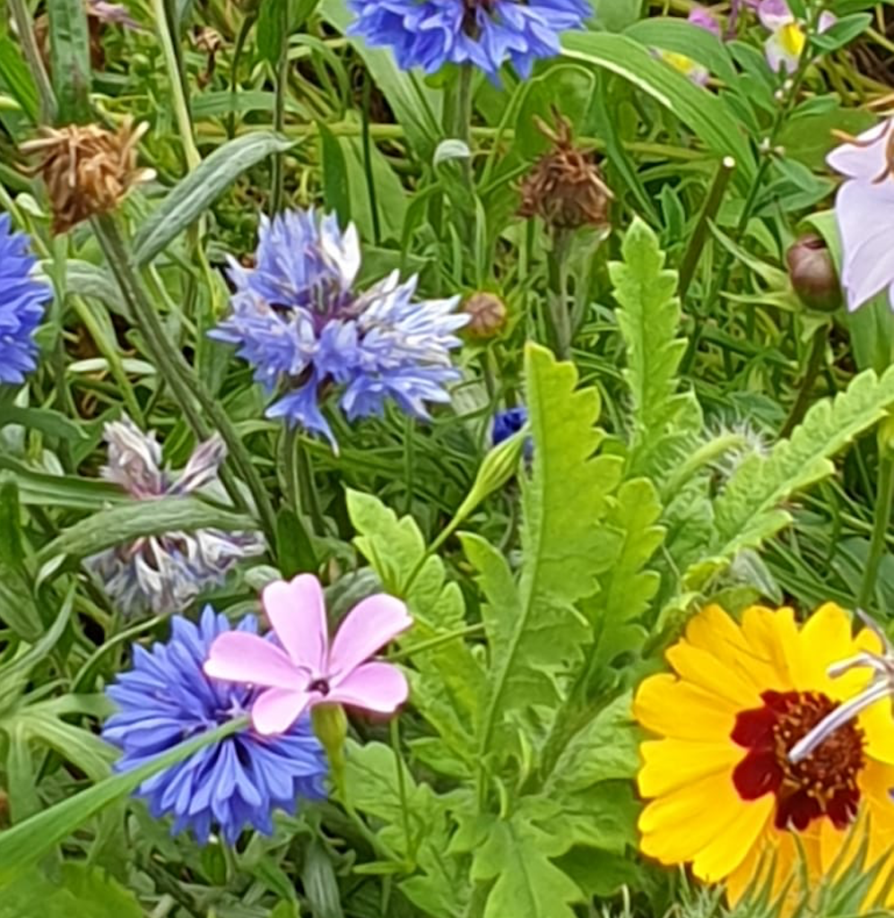 Blumen und Bienen von Bilk