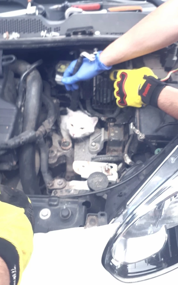 Katze im Motorraum Foto: Feuerwehr